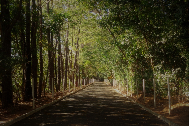 Galeria bosque-municipal